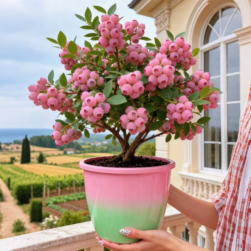 Premium Pink Blueberry Seeds for Planting: Buy 1 Get 1 Free