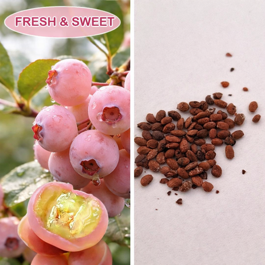 Premium Pink Blueberry Seeds for Planting: Buy 1 Get 1 Free