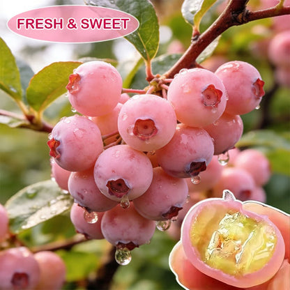 Premium Pink Blueberry Seeds for Planting: Buy 1 Get 1 Free